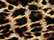 Select color Leopard